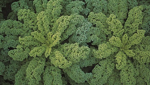 KALE SEEDS - Kale seeds Darkibor-2500 seeds - 2500 seeds
