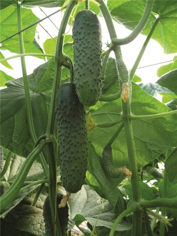 Artist Cucumber Seeds 1000 seeds