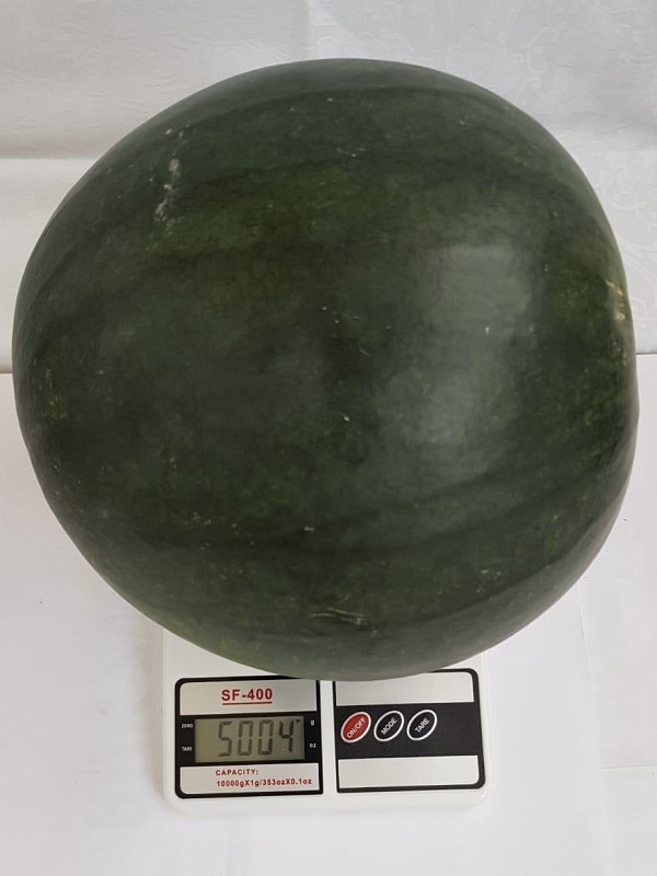 AB-110 F1  Watermelon Seeds 100 seeds