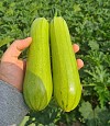 Zucchini seeds Samson-500 seeds