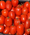 Tomato seeds Serengheti-1000 seeds