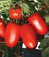 Tomato seeds Tyrant-1000 seeds