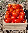Tomato seeds Tyrant-1000 seeds
