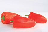 Gypsy Pepper Seeds 250 seeds