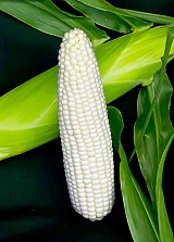 Sweetcorn seeds 7401IMP-1000 seeds