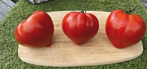 SPECIALTIES - Tomato seeds GV 563115 (BELLACOEUR)-250 seeds - 250 seeds