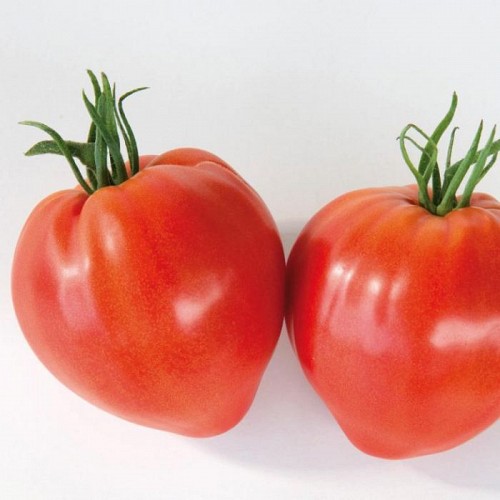 SPECIALTIES - Tomato seeds Cauralina-1000 seeds - 1000 seeds