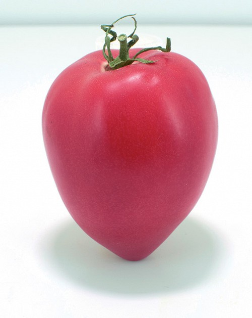 SPECIALTIES - Tomato seeds Rugby-250 seeds - 250 seeds