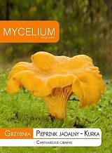 Cantharellus cibarius Mycelium Mushroom