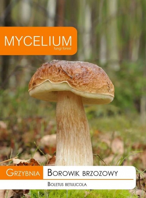 MYCELIUM MUSHROOM - Boletus betulicola Mycelium Mushroom - 10 gr seeds
