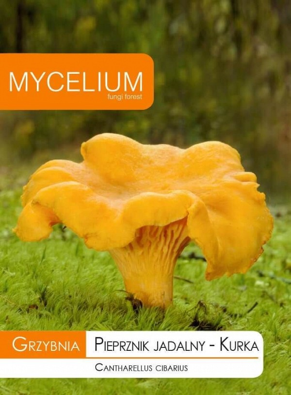 Cantharellus cibarius Mycelium Mushroom