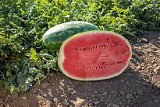 Watermelon seeds Amina-500 seeds
