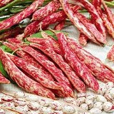 Broad beans Regius-1kg