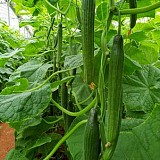 Cucumber Seeds Escolta 500 Seeds