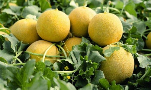 GALIA - Melon seeds Sirope-500 seeds - 500 seeds