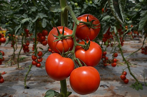 Jomaila F1 tomato cluster-1000 seeds - 1000 seeds