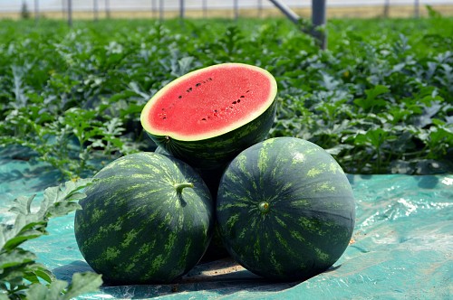 WATERMELON - Mirella F1 Watermelon Seeds - 500 seeds