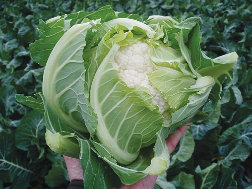STANDARD - Kamis F1 Cauliflower Seeds-2500 seeds - 2500 seeds