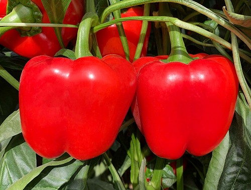 GREEN-RED - Pepper Seeds Tiguan F1-500 Seeds - 500 seeds