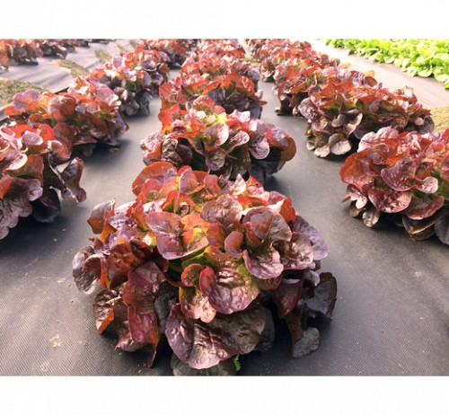 RED - Lettuce Seeds Oak leaf Eglantine (P)-5000 Seeds - 5000 seeds