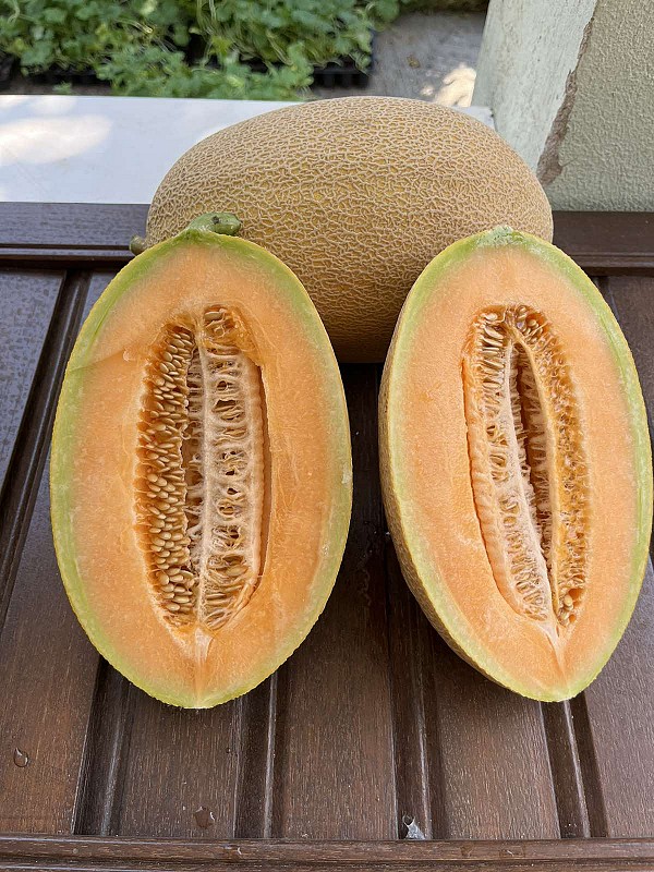 Parilla F1 Melon Seeds 500 seeds