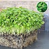 Cilantro Microgreens Seeds 1kg