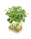 Lupine Microgreens Seeds 2.5kg