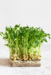 Pea Dunn Microgreens Seeds 5kg