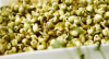 Mung Bean Microgreens Seeds 10kg