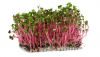 Pink Radish Microgreens Seeds 1kg