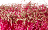 Red Microgreens Amaranth Seeds 500g
