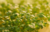 Corn Salad Microgreens Seeds 500g