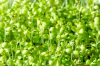 Chicory Endive Microgreens seeds 500g