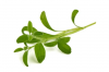 Pea White Microgreens Seeds 5kg