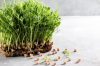 Chickpea Microgreens Seeds 2.5kg