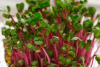 Pink Radish Microgreens Seeds 1kg