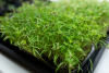 Dill Microgreens Seeds 1kg
