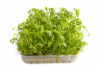 Marigold Microgreens Seeds 500g