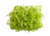 Marigold Microgreens Seeds 500g
