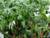 Lupine Microgreens Seeds 2.5kg
