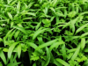 Chervil Microgreens Seeds 1kg
