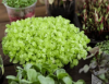 Corn Salad Microgreens Seeds 500g