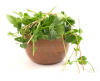 Fava Bean Microgreens Seeds 5kg