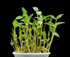 Mung Bean Microgreens Seeds 2.5kg
