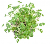 Thyme Microgreens Seeds 50g