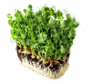 Pea White Microgreens Seeds 5kg