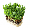 Pea Dunn Microgreens Seeds 5kg