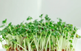 Mustard White Microgreens seeds 1kg