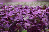 Red Radish Microgreens Seeds 1kg
