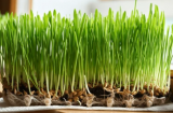 WheatGrass Microgreens Seeds 2.5kg